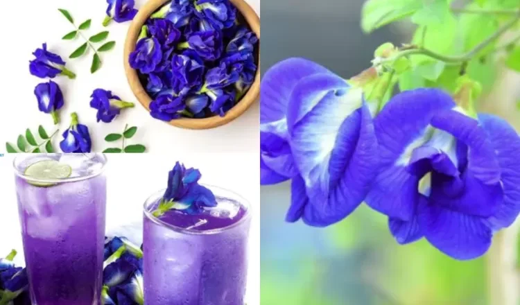 Bunga Telang: Si Biru Cantik yang Punya Segudang Manfaat