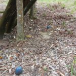 Petani Karet Gunung Katun Tanjungan Keluhkan Maraknya Pencurian CL Karet