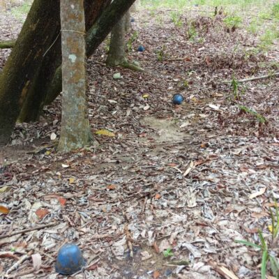 Petani Karet Gunung Katun Tanjungan Keluhkan Maraknya Pencurian CL Karet